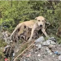 Rescuer Finds Heartbreaking Scene of Abandoned Dog With Her Puppies