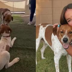 Woman Adopts Pup Who Looks Just Like Her Dog, And They Become Instant Best Friends