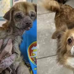 Dog Found Eating Garbage Completely Transforms With A Little Love