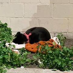 Dog Left Alone with Blanket and Food Waits for Family to Return, Exhausted and Heartbroken