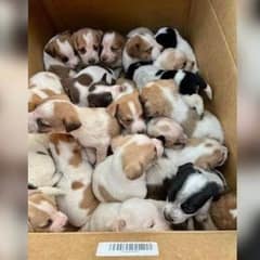 Kindhearted Bystanders Rescues 30 Abandoned Puppies in A Box On Rural Road