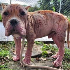 From Hairless Stray To The Happiest Boy With A Loving Family: Goulash’s Beautiful Transformation