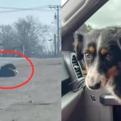 This Stubborn Dog Who Refused To Be Rescued Was Hiding An Adorable Secret