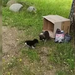 Abandoned Puppies Left By The Road By Heartless Owner Find Safety And Love