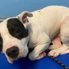 Shaking Shelter Dog Longs For A Forever Home, Waiting For Someone To Love Her