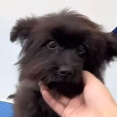 Abandoned Puppy Who Wouldn’t Stop Chasing Cars Finally Found Her Forever Home