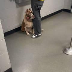 Dog Clings To Owner’s Leg At Shelter Knowing He’s About To Be Left Behind, But Now Lives The Happiest Life