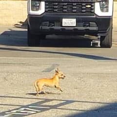 Tiny Pup Spends Two Weeks Hiding in Parking Lot Before Finding Her Happy Ending