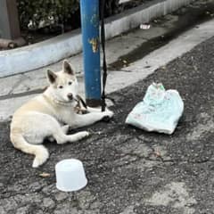 Lonely Puppy Tied to Pole for Days, Hopeful Eyes Finally Get the Rescue They Deserve