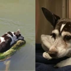 Passerby Rescued A Dog Stuck On A Shopping Cart In The Canal, Helped Her Find A Forever Home