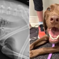 Unwell Dog Brought In For X-Ray, What Vets Discover Inside Her Stomach Shocks Everyone
