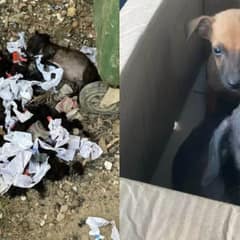 Abandoned Puppies Left in Trash Find Hope and Love from Rescuers
