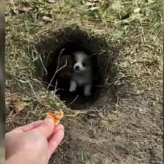 Four Tiny Puppies Huddling In Fear Found Hiding In A Small Hole, Crying For Their Mom