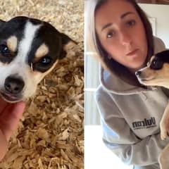 Woman Finds Stray Puppy Seeking Shelter in Her Chicken Coop, Finds Her A Loving Furever Home