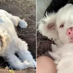 Deaf and Blind Cocker Spaniel Found A Loving Family That Promised Her The Most Beautiful Life