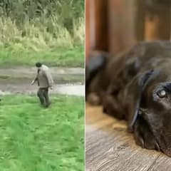 Drone Captures Heartwarming Moment When A Blind, Lost Dog Finally Meets Her Owner Again