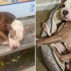 Dog Left on Bus Bench Shivering in the Cold Finds A Second Chance At Life
