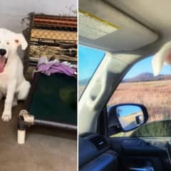 After 432 Days in Shelter, Puppy Finally Finds the Loving Home He Deserved
