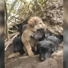 6 Hungry Puppies Found Hiding In the Woods, But a Kind Woman Changed Their Lives Forever