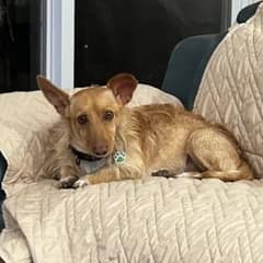 From Hotel Parking Lot to Loving Home: A Dog’s Heartwarming Journey