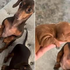 Dachshund Dad’s Heartwarming First Encounter With His Newborn Puppy Will Bring Tears Of Joy