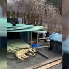 Dog Spent 3 Years Chained And Suffering, But A Miracle Changed His Life Forever