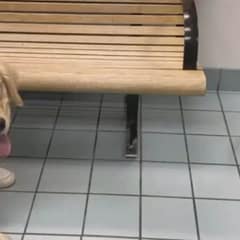 Family Accidentally Picks Up The Wrong Golden Retriever From Daycare, Chaos Ensues
