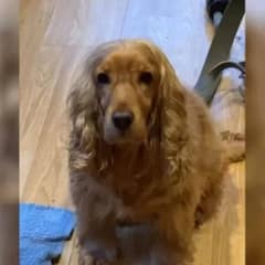 Cocker Spaniel’s “Flicky Ears” Magic Trick Will Make Your Day