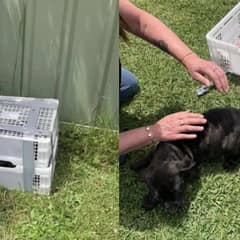 Two Tiny Puppies Rescued From A Duct-Taped Crate Now Live Their Best Life In Their Home Sweet Home