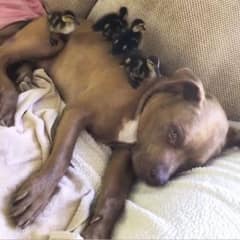 Shelter Pitbull Described As Aggressive Lets Ducklings Climb And Sleep All Over Him