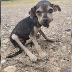 Border Patrol Agent Rescues Skeletal Puppy, Turning Her Into The Happiest Princess