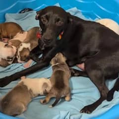 Seven Abandoned Puppies Find Hope and Homes After Being Discovered in a Cold Box