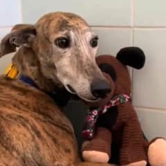 Terrified Pup Shakes in Fear After Abuse, Finds Comfort in His Beloved Stuffed Toy