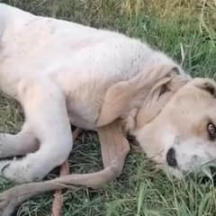 Rescuers Find Large Dog Left Alone By The Road With Heavy Rope Tightened Around His Neck