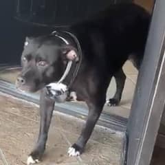 Watch Nervous Dog Transform As She Realizes ‘Stranger’ Is Actually Her Dad