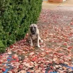 Heartbroken Dog Left Alone in the Rain, Waiting for Her Family to Return
