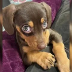 Adorable Puppy’s Hiccups Leave the Internet In Awe With Heartwarming Reactions