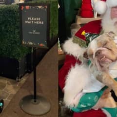 Tiny Rescue Bulldog Meets With Santa To Ask For A Home For Christmas