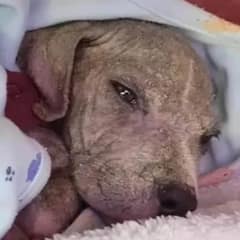 Newborn Puppy Found Crying in a Ditch Thrives in Loving Forever Home