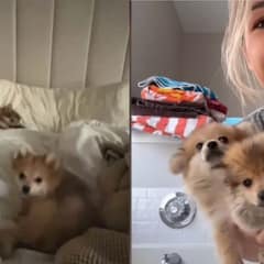 Woman Thought She Was Fostering One Puppy, But She Ended Up With Three Little Cuties