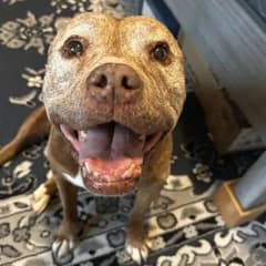 Dog Walker Shares Heartfelt Words After Senior Pittie Took Her Final Walk