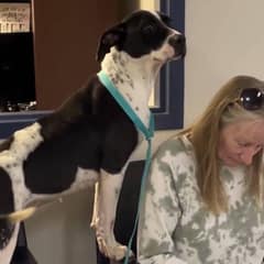 Shelter Dog’s Joy Is Contagious As New Mom Fills Out Forms To Take Her Home