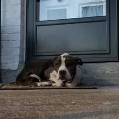 Sweet Gasper Finds Comfort on Stranger’s Porch And A Second Chance at Life