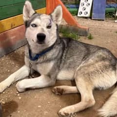 Lonely Husky Who Was Running Out of Time Finally Found His Perfect Family