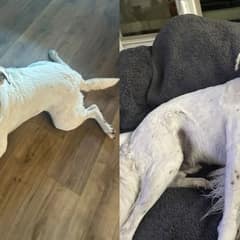 Dog Gets A Present Every Day From His Mom While She’s Away, And It’s The Cutest Thing Ever