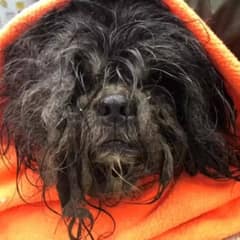 Rescued Dog Transformed After Shedding 6 Pounds of Matted Fur Now Lives The Happiest Life