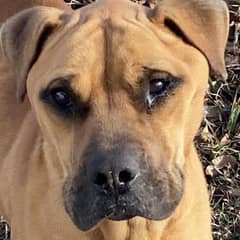 Dog Left Behind When Family Moved Has Tears In His Eyes When Finally Rescued