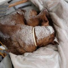 Senior Pit Bull Left Out in the Cold Gets a Warm Christmas Miracle