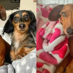 Couple Welcomes Puppy Sibling, Filling Their Lonely Dog With Excitement and Love