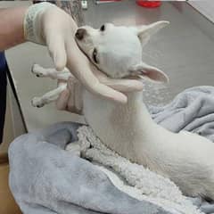 A Second Chance at Love: How One Kind Soul Changed an Abused Pup’s Life
